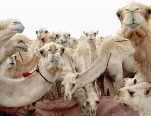 Turkish men hospitalized after drinking camels milk, urine
