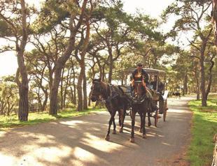 Island horses to be monitored by chips