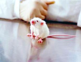 Two hit by shotgun during mouse hunt in Turkey