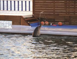 New animals arrive at controversial Turkish park