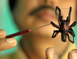 Giant hairy spiders spark panic in northeast India