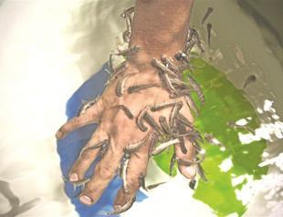 Fish spa: Baghdad’s new sign of progress