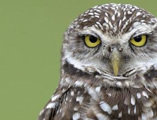 Hundreds of pet owls abandoned in Britain as Harry Potter craze fades
