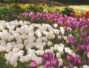 The Ottomans and tulips