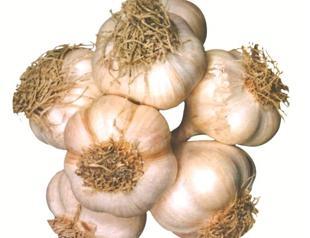 Farmers plant 20 pct more garlic