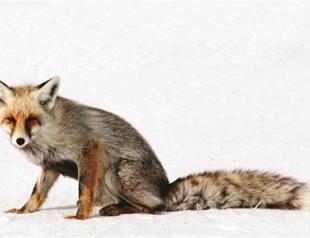 Motion-triggered cameras reveal wildlife in the eastern Anatolian region