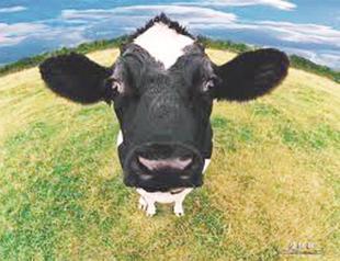 Livestock industry posts strong growth