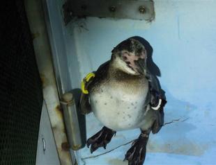 Japans runaway penguin back in captivity