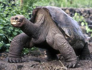 Famed Galapagos tortoise dies