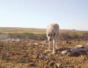 Volunteers demand proper shelter after dogs die in fire