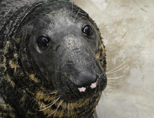 US Navy seal (the flippered kind) dies in Washington zoo