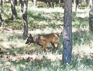 Sniffer dogs to help find lost children, criminals