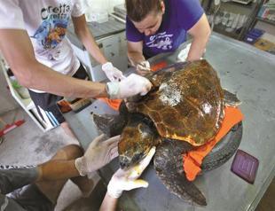 Five star health service to sea turtles under speetboat threat