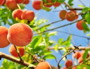 Peach disrupts Turkeys match-fixing court hearing