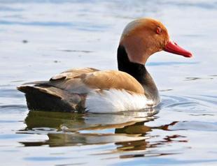 Mogan Lake offers unique beauty to bird watchers