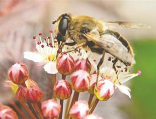 Older bees can reverse brain aging
