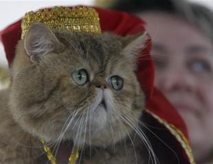 Scientists suspect link between cat feces, female suicide