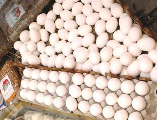 Turkish eggs put on European shelves