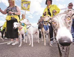 Doggie database to trace poo offenders in Jarusalem