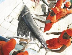 Turkey offers boat for fish to Somalia