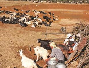 The spring time goat shearing of the Yörük people in Aegean