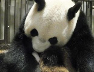 Baby giant panda born in Tokyo zoo dies