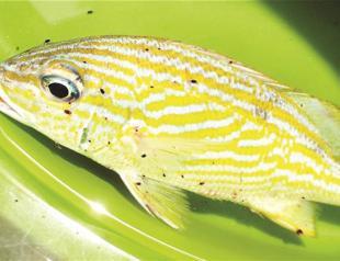 Bob Marley gets his biological species