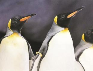King penguins stressed by human presence and noise