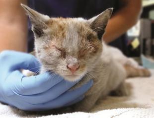Chinese cat stows away in freighter