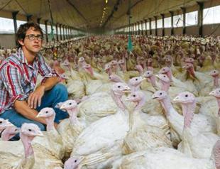 Poultry, pig farmers to suffer most from high grain prices