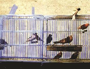 Iranian show criticizes key political problems