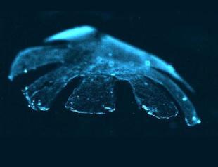 Lab-engineered jellyfish may mend a broken heart