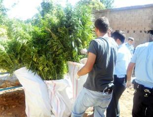 PKK using ‘Colombian’ method in protecting drug fields