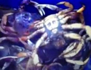Bin Laden crab causes media storm