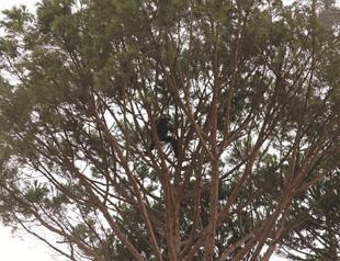 Yukarıbey villagers putting in in the study. overtime to process pinecones