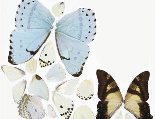 2012 Olympics comes with giant exhibitons