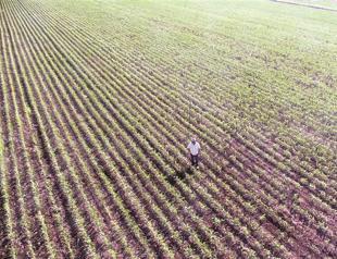 Phosphate giant joins forces with local firm