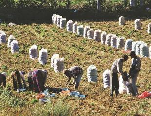 Agriculture loan repayment touches 99 pct with low rates