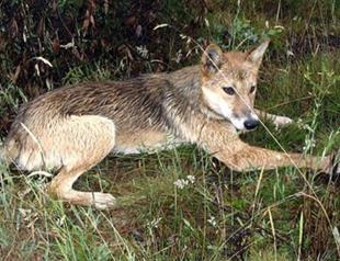 German tourist attacked by Australian dingo