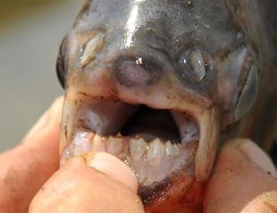 Turkish fishermen catch piranha in Edirne