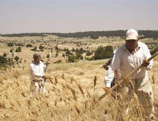 Drought results in 17 percent spike in global wheat prices