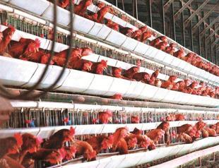 Poultry manure to produce electricity