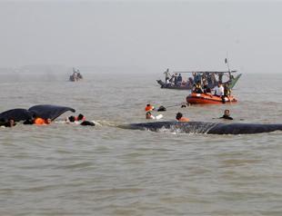 Rescued sperm whale dies in Indonesia