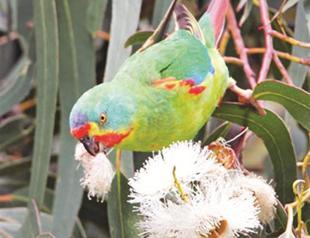 Vandals tear birds’ heads off at zoo