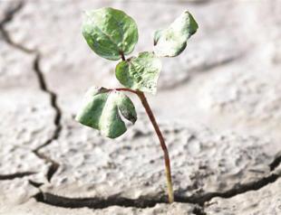 US corn burnt by the sun, but France still confident