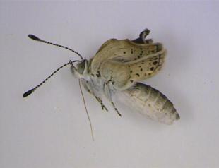 Fukushima caused mutant butterflies: scientists