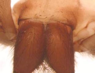 First eyeless huntsman spider discovered