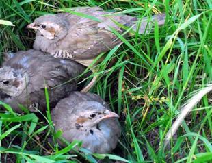 Partridge ringtone lands hunter in hospital with gunshot wound