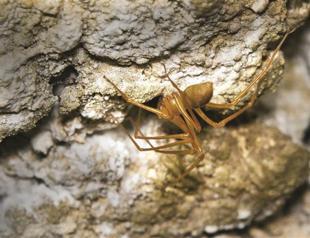 A new spider family with fearsome claws found in US