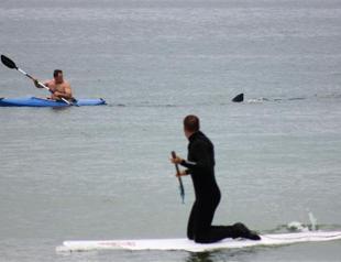 Shark kills surfer in French Indian Ocean island